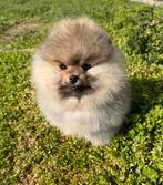 Pomeriaan pup oranje sable – gezond, gevaccineerd, Dieren en Toebehoren, 8 tot 15 weken, Buitenland, Parvo, Eén hond