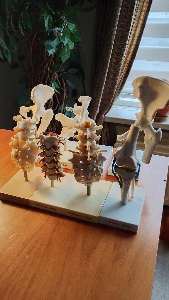 Vintage medische anatomische modellen op standaard, Ophalen of Verzenden