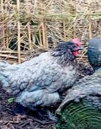 Bleu de Landes hennen, twee stuks., Dieren en Toebehoren, Vrouwelijk, Kip