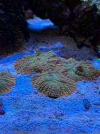 Mushroom koraal tiquila sunrise, Overige typen