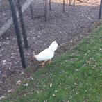 Hanen, Dieren en Toebehoren, Mannelijk, Kip