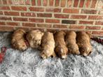 Prachtige Labradoodle pups ( labrador X poedle ), Parvo, België, Particulier, 8 tot 15 weken