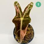 Alocasia Sanderiana Nobilis Pink Variegata, Verzenden, Halfschaduw, Minder dan 100 cm