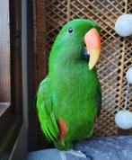 Gezocht edelpapegaai man, Dieren en Toebehoren