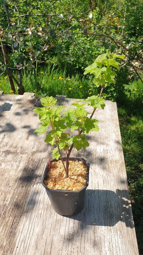 Rode Aalbes - Rovada, Tuin en Terras, Planten | Bomen, Halfschaduw, Overige soorten, Lente, Minder dan 100 cm