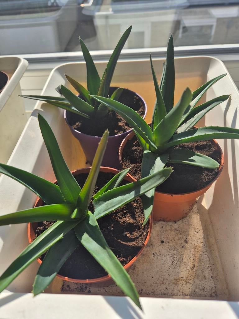 Stekjes aloe vera, Huis en Inrichting, Kamerplanten, Ophalen, Halfschaduw, Minder dan 100 cm