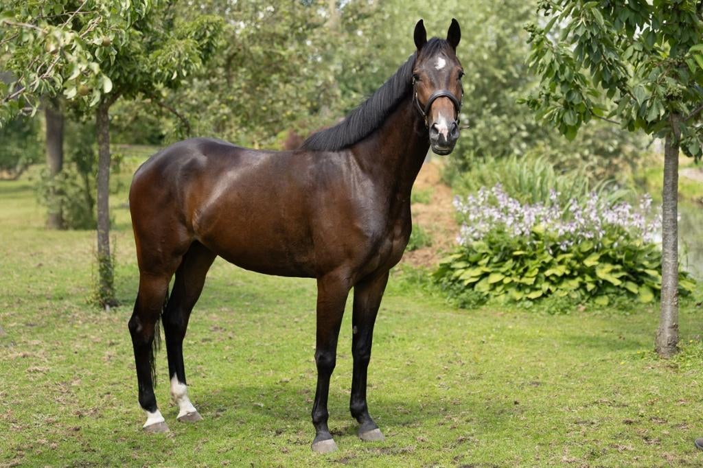 5 jarige KWPN ruin Kaiser Weltino * Julio Mariner), Ruin, Dressuurpaard, 3 tot 6 jaar, 165 tot 170 cm
