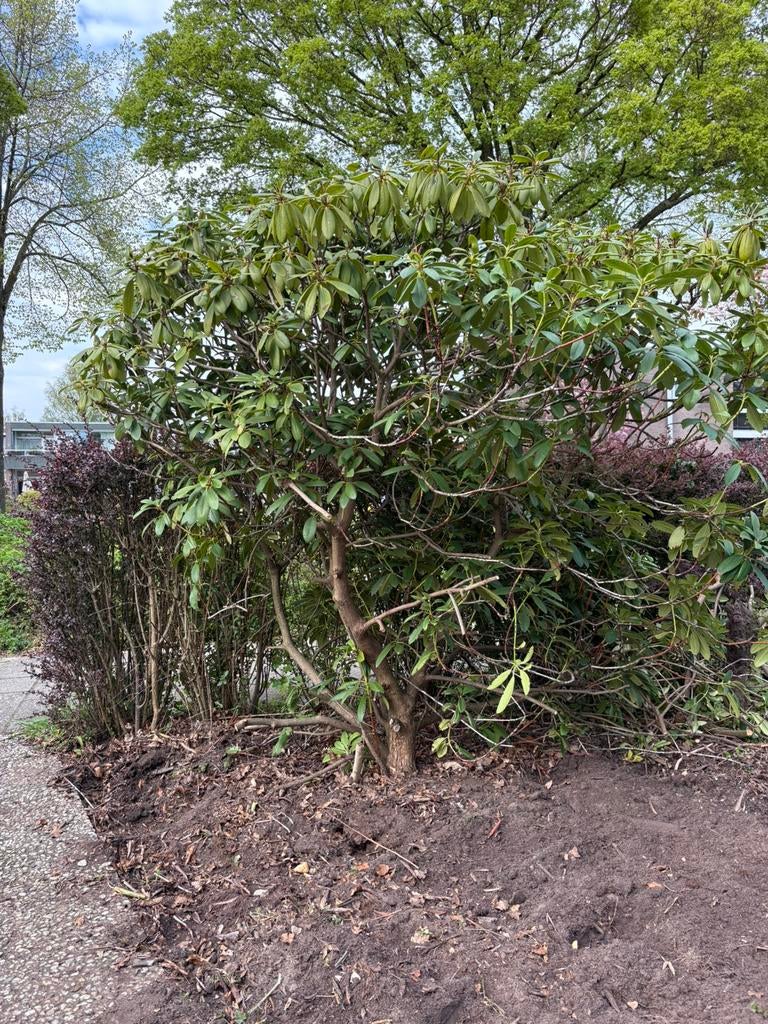 Gratis Rhododendrons!, Tuin en Terras, Ophalen, Overige soorten