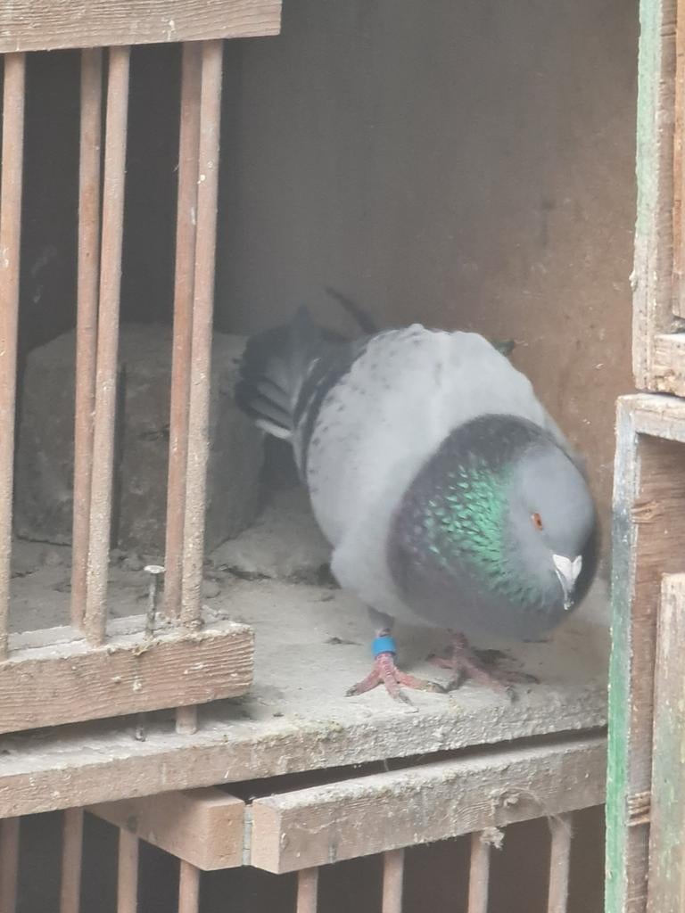 Doffer, Dieren en Toebehoren, Vogels | Duiven, Mannelijk, Kropper