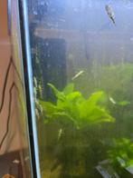 Garnalen, Dieren en Toebehoren, Kreeft, Krab of Garnaal