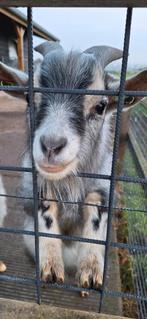Mooi 1 jarige blauwschimmel dek bok, Dieren en Toebehoren, Mannelijk, Geit