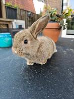 Jonge (dwerg) hangoor konijn te koop, Dieren en Toebehoren, Konijnen, Mannelijk, Dwerg, Hangoor