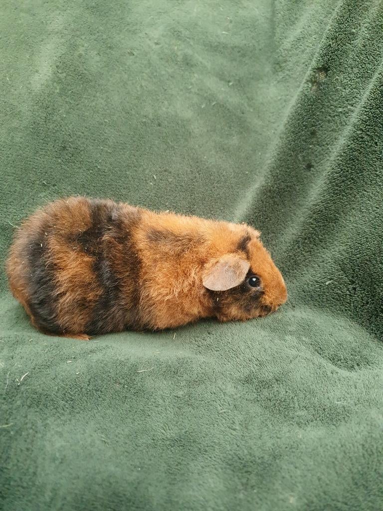 2 us-teddy beertjes, Dieren en Toebehoren, Cavia, Februari, Mannelijk, Tam