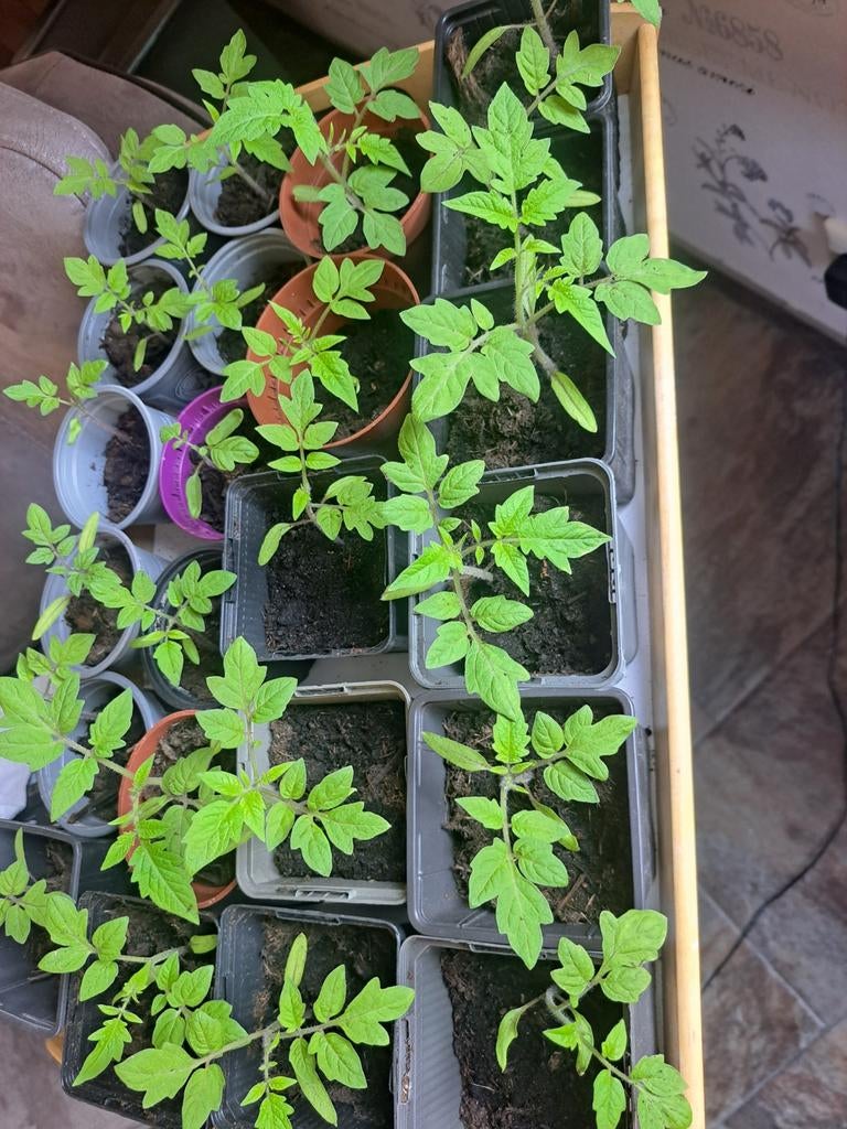 Tomaten plantjes stekjes ras: San Marzano, Ophalen, Eenjarig, Groenteplanten, Volle zon
