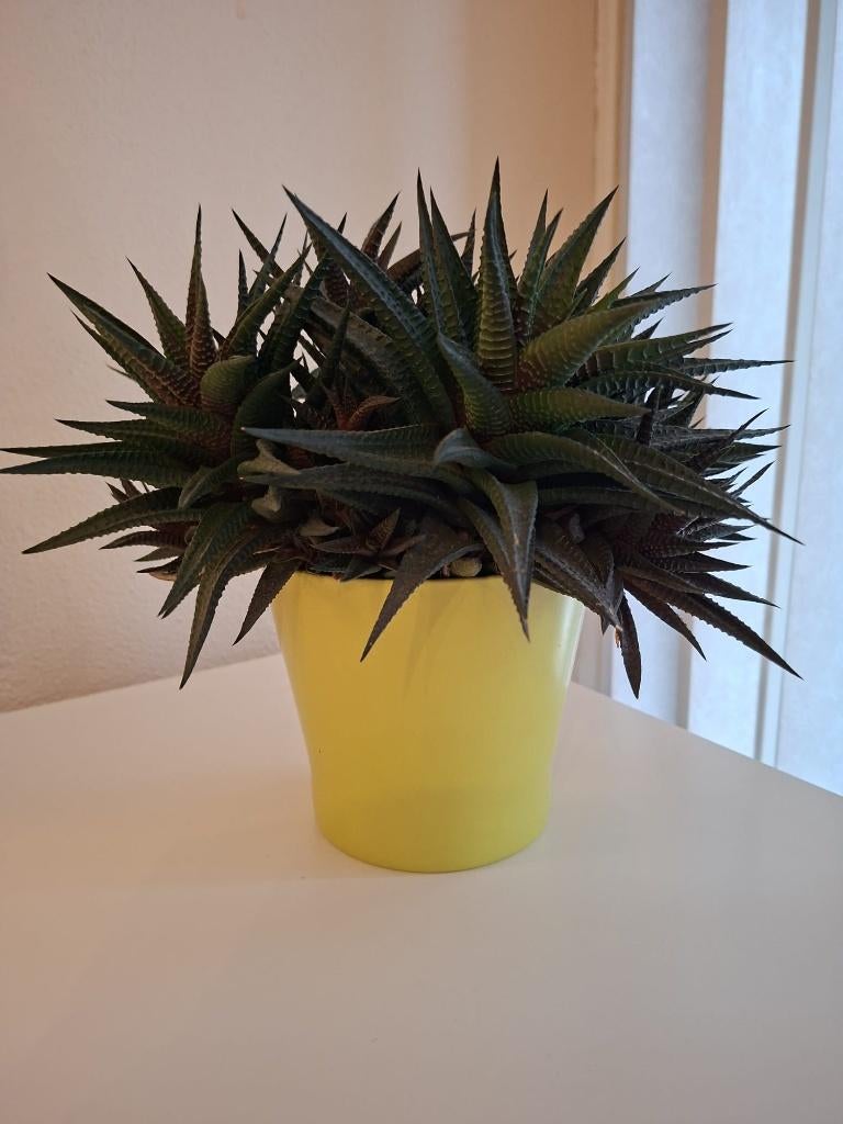 vetplant, Ophalen, Halfschaduw, Minder dan 100 cm