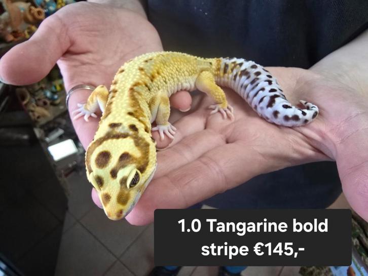 Vele prachtige luipaardgekko's- mannen en vrouwen