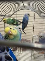 Parkietjes te koop, Geslacht onbekend, Parkiet, Tam