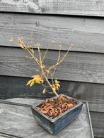 Kleine Japanse Esdoorn in Bonsai Pot acer palmatum, Tuin en Terras, Planten | Bomen, In pot, Bloeit niet, Halfschaduw, Minder dan 100 cm