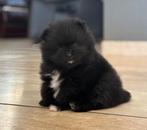 Pomeriaan/ dwergkees pup type bear face ras zuiver, Keeshond, 8 tot 15 weken, Teef, Parvo