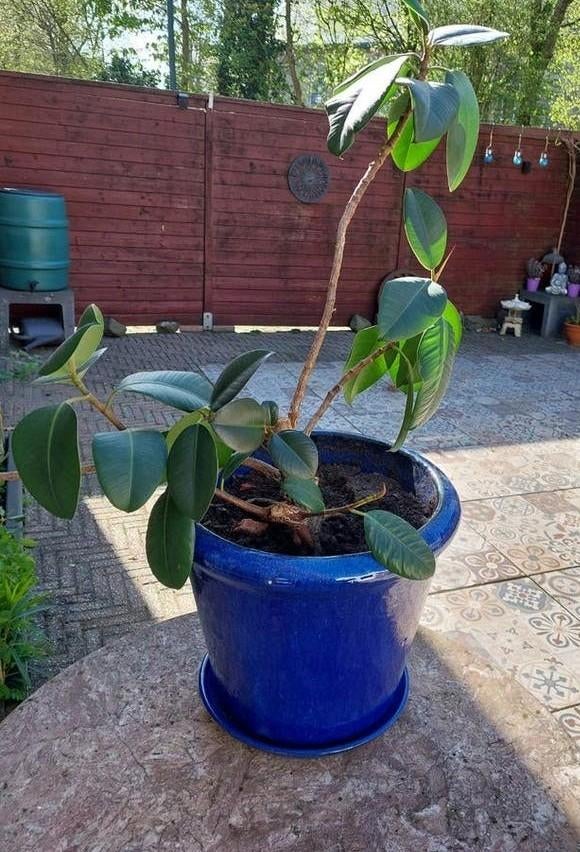 Plant in keramiek pot en 1 losse pot, Ophalen, Overige soorten, Volle zon