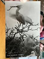 Lepelaars op Texel, Verzenden, 1940 tot 1960, Gelopen, Waddeneilanden