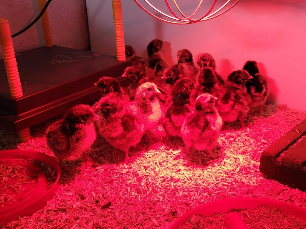 Dubbelgezoomde Barnevelder kuikens., Geslacht onbekend, Kip