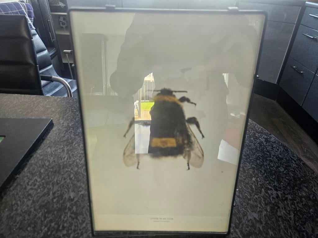 Fotolijst 30x20cm met hommel print, Overige materialen, Minder dan 50 cm, Ophalen of Verzenden, Zo goed als nieuw