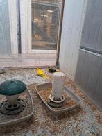 Kakariki mannen, Dieren en Toebehoren