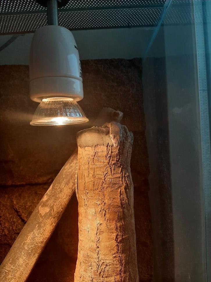 Kimberly Rock Monitor (Varanus Glauerti) Monitor Lizard - unknown for sale from Johnny