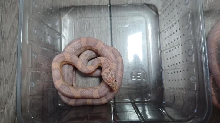 Orchid rattenslang Rat Snake - unknown for sale from snakes
