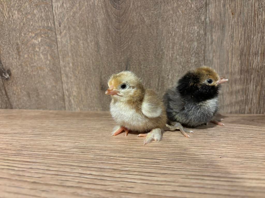 Raszuivere kuikentjes te koop, Dieren en Toebehoren, Pluimvee, Geslacht onbekend, Kip