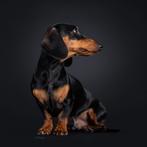 Kaninchen teckel dekreu FCI stamboom, Kaninchen, Reu, Korthaar, Parvo