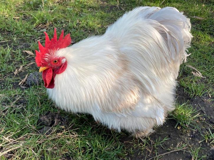 30 euro GEBODEN voor wie BOZIG  haantje goed thuis geeft!!!, Dieren en Toebehoren, Pluimvee, Kip, Mannelijk