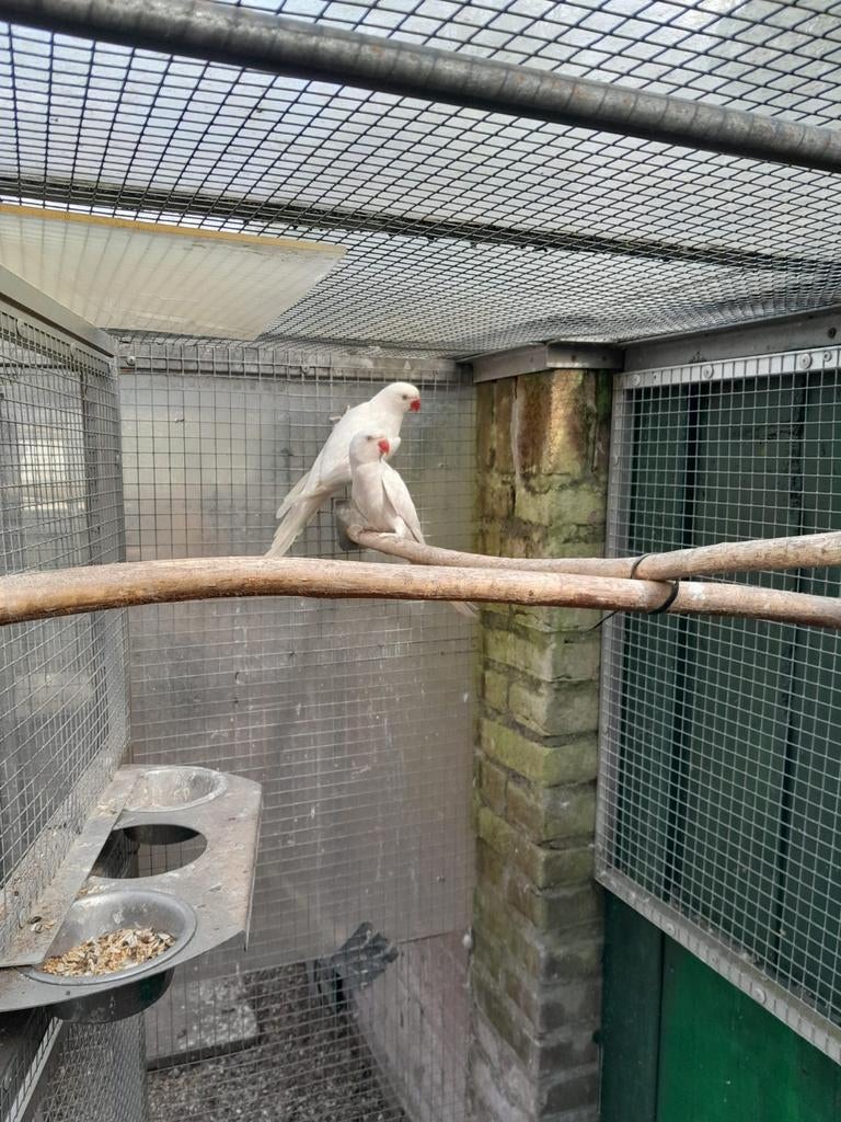 Overjarig koppel halsbanden tekoop, Dieren en Toebehoren, Vogels | Parkieten en Papegaaien, Meerdere dieren, Parkiet, Geringd