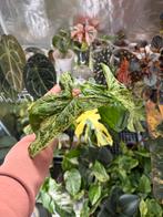 Gewortelde Syngonium Mottled Moijto stekken, Huis en Inrichting, Kamerplanten, Ophalen of Verzenden, Halfschaduw, Minder dan 100 cm