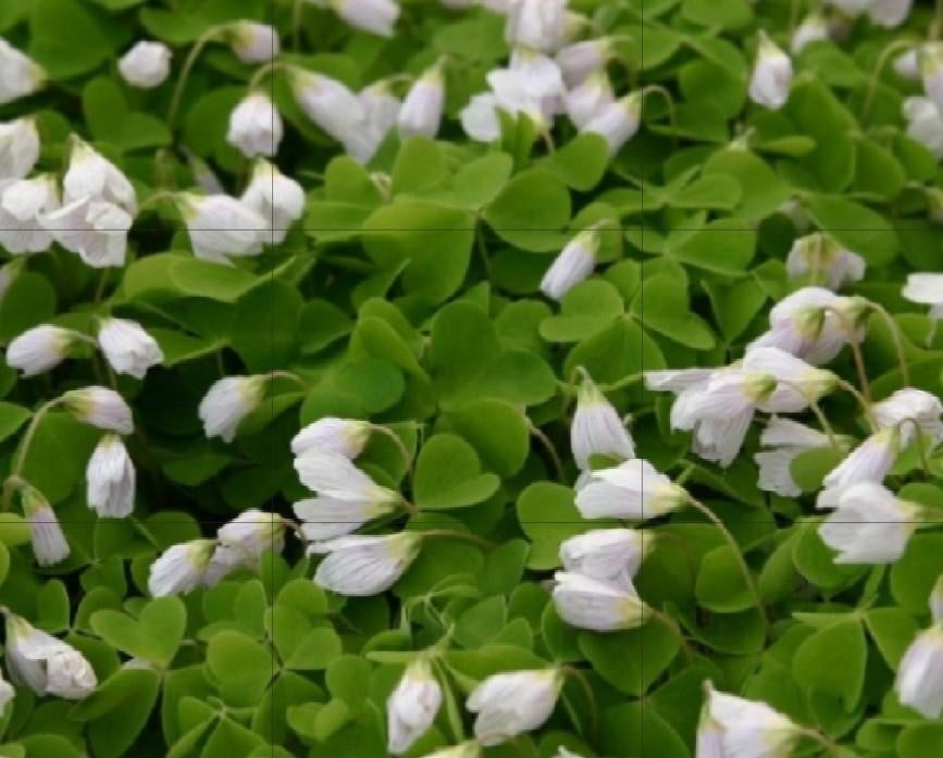 Witte klaverzuring - Oxalis acetosella, Ophalen, Halfschaduw