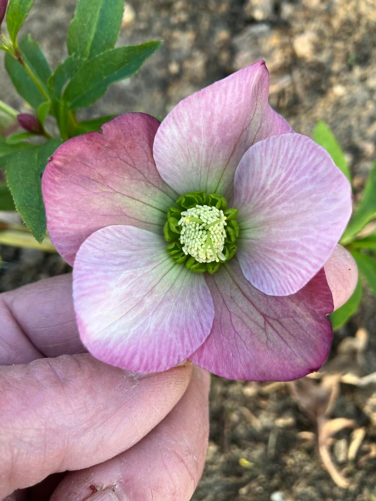 Helleborus orientalis Oosterse kerstroos, Overige soorten, Vaste plant, Ophalen of Verzenden, Halfschaduw