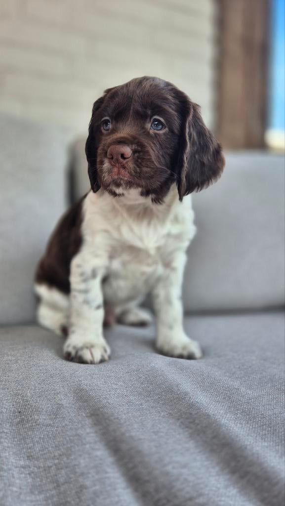 Mooie Engelse Springer Spaniel Pup te koop NOG 1 REU !, Dieren en Toebehoren, Honden | Retrievers, Spaniëls en Waterhonden, Meerdere dieren