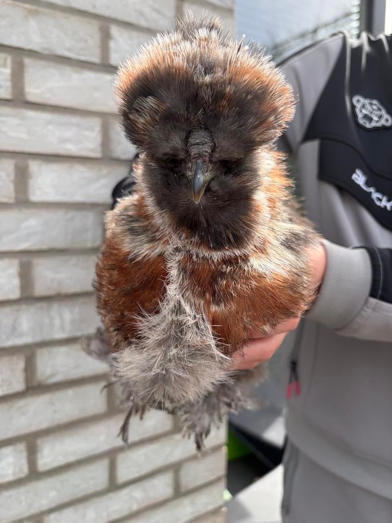 Zijdehoen haantje, Dieren en Toebehoren, Pluimvee, Mannelijk, Kip