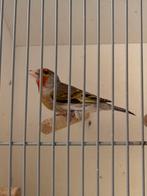 Bastaard putter man 2025, Dieren en Toebehoren, Mannelijk, Bastaard