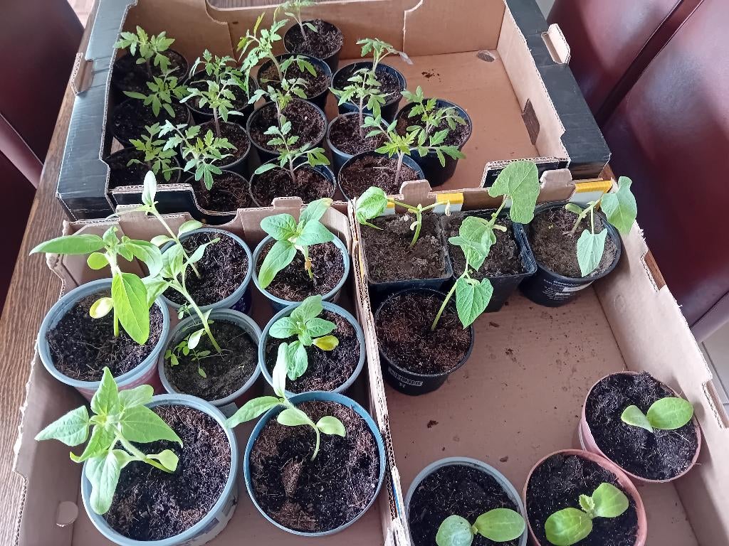 Diverse groenteplantjes, Ophalen, Eenjarig, Groenteplanten, Volle zon