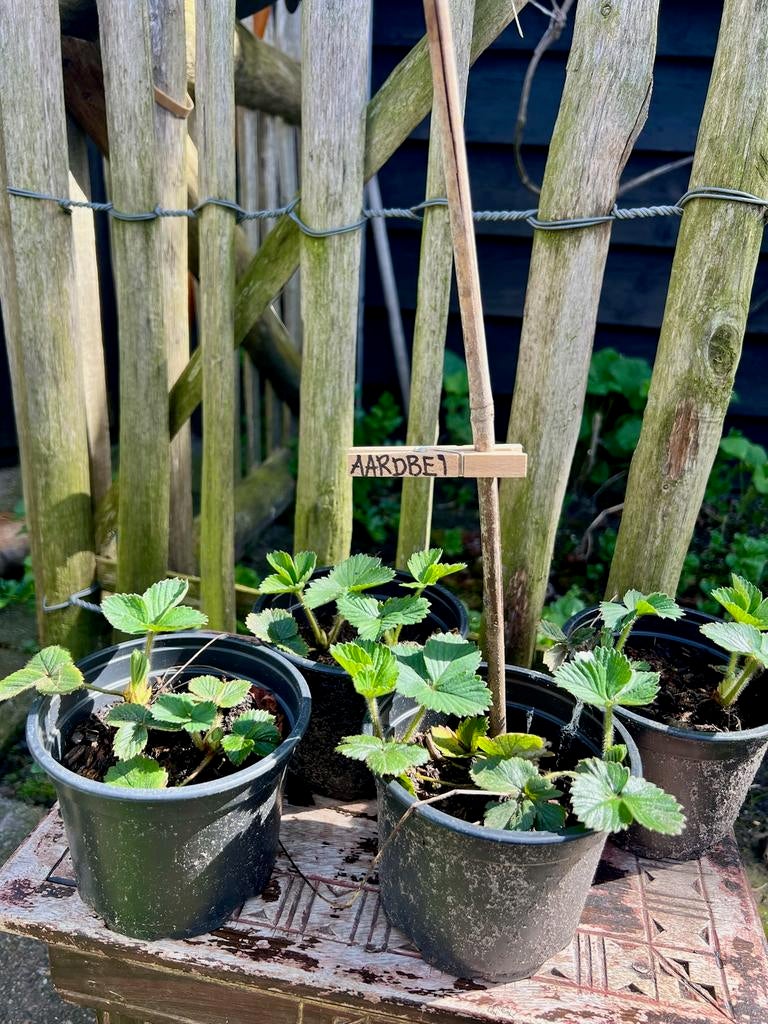 AARDBEIENPLANTEN uit Biologische moestuin Vaste plant, Tuin en Terras, Ophalen, Volle zon, Vaste plant, Fruitplanten