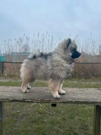 Wolfsgrijze keeshond teef met stamboom., Dieren en Toebehoren, Honden | Poolhonden, Keeshonden en Oertypen, Keeshond, 15 weken tot 1 jaar