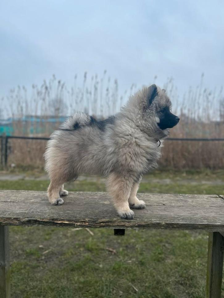 Wolfsgrijze keeshond teef met stamboom., Dieren en Toebehoren, Honden | Poolhonden, Keeshonden en Oertypen, Teef, Keeshond, Particulier