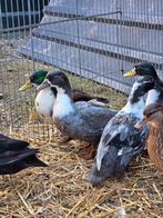 Mooie eendjes, Meerdere dieren, Eend