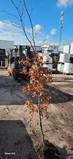 Rode beuk 200+ cm, Tuin en Terras, Planten | Bomen, Ophalen, Bloeit niet, Halfschaduw, Overige soorten
