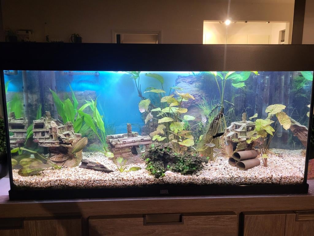Aquarium 180 liter juwel rio, Vis