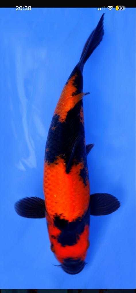 Koi gezocht, Dieren en Toebehoren, Vissen | Aquariumvissen, Vis