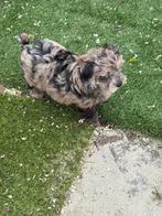 Lieve Boomer x Poedel pups – Geboren 27 januari –, Dieren en Toebehoren, Parvo, Overige rassen, 8 tot 15 weken, Meerdere