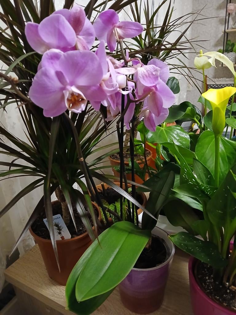 Moet snel weg, Ophalen of Verzenden, Halfschaduw, Minder dan 100 cm